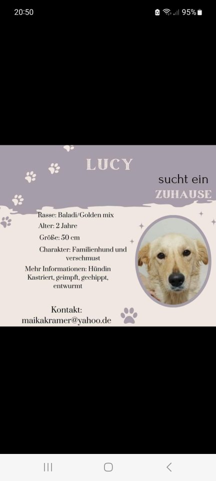 Lucy sucht ihr Zuhause - Hunde - Hanau