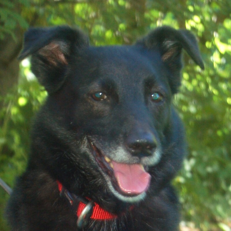 SAMMY DELUXE - männlich  9 Jahre  45 cm  15 kg  Mix  Gechipt - Hunde - Lauf an der Pegnitz