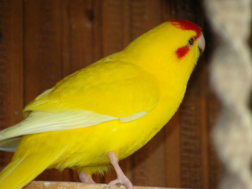 Günstig Nymphen-und Ziegensittiche abzugeben - Voegel - Rietberg