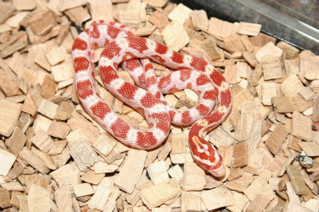 Kornnattern Nachzuchten 09 - Reptilien - Donzdorf