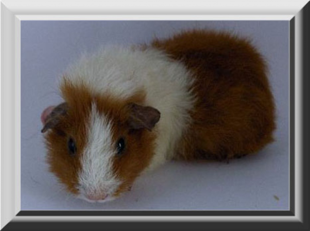 Meerschweinchen Rex Weibchen - Nagetiere - Borken