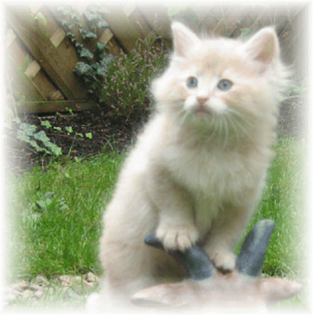 Verschmußtes Norwegisches Waldkatzenbaby - Katzen - Wetter Hessen