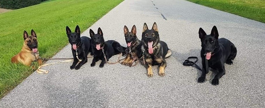 Dt. Schäferhund Welpen, gerade Rückenlinie. Leistungszucht - Hunde - Zeilarn