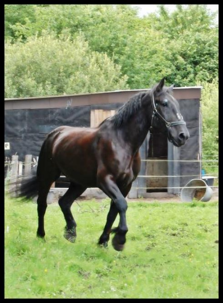 Reitbeteiligung (2x/Woche) auf lieben Kaltblüter in Do-Mengede - Pferde - Dortmund