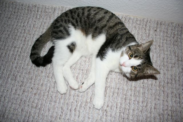 Katzen Kleinanzeigen Katzen Annoncen Katzen Inserate