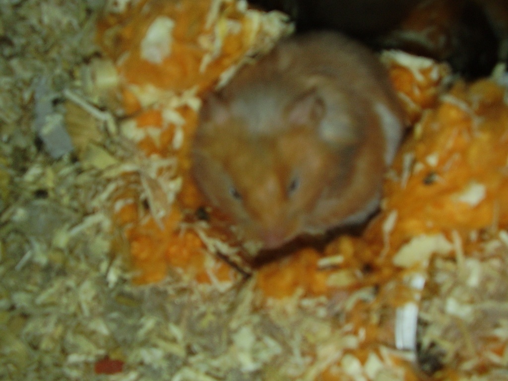 Supersüßes Teddyhamster-weibchen zu VERSCHENKEN! - Nagetiere - Burgau