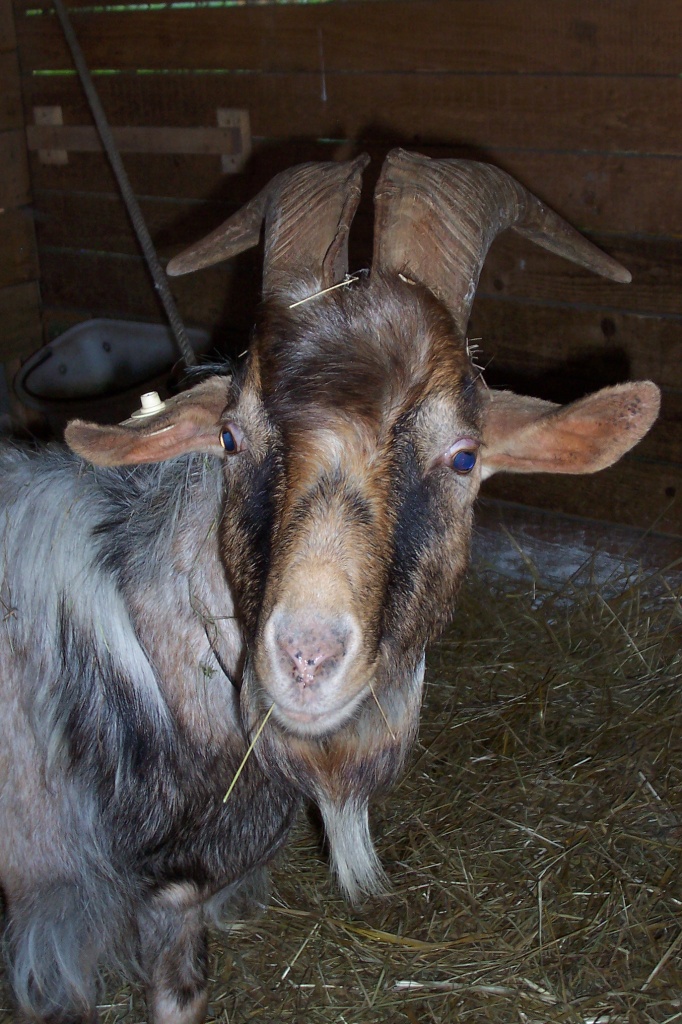 Toggenburger Bock in gute Hände abzugeben - Nutztiere - Saarbrücken