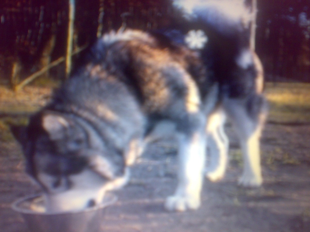 Zuchtrüde zum decken frei - Tierboersen - Groß Bengerstorf