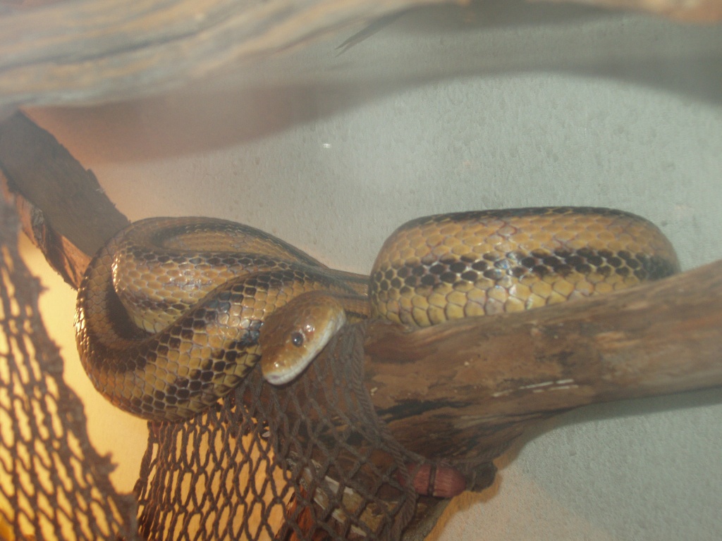 Gelbe Erdnatter abzugeben! - Reptilien - Berlin
