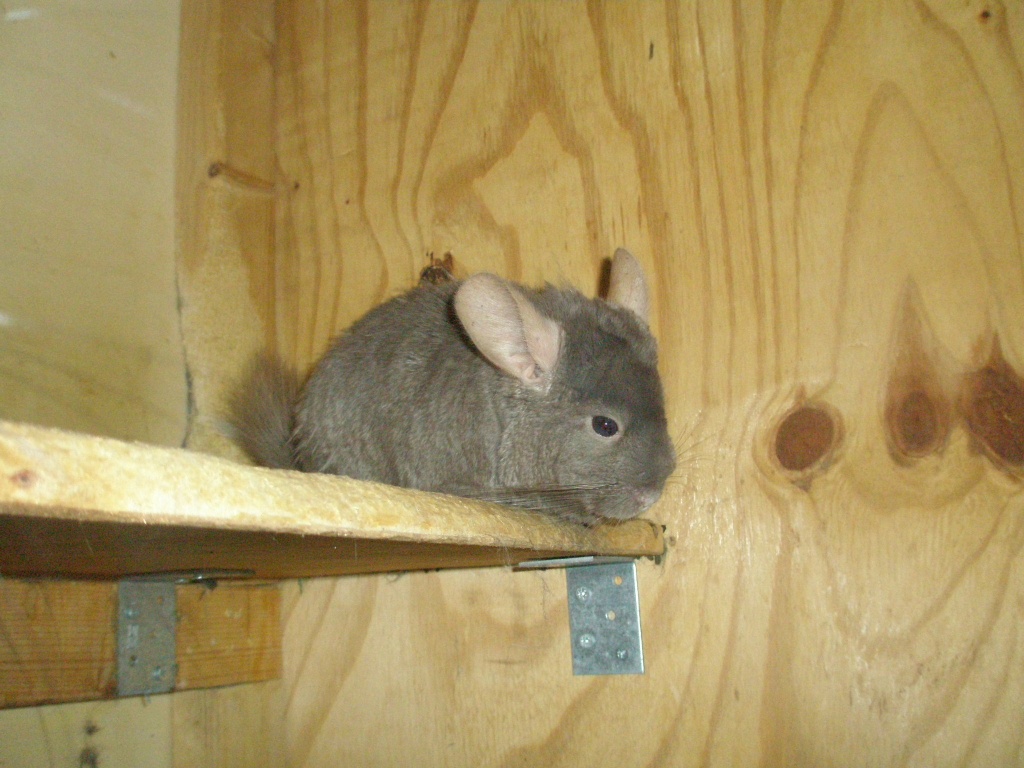 Drei Chinchillas suchen ein Zuhause - Tierboersen - Köln