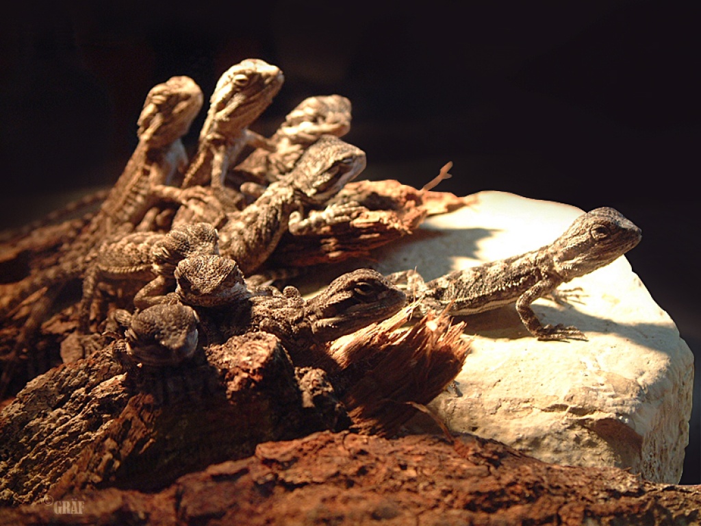 Junge süße Bartagamen aus privater Zucht abzugeben - Reptilien - 97289