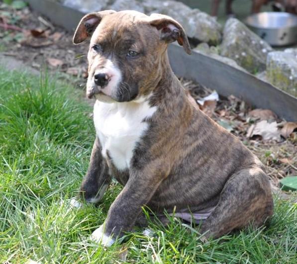 American bulli - Hunde - Glandorf