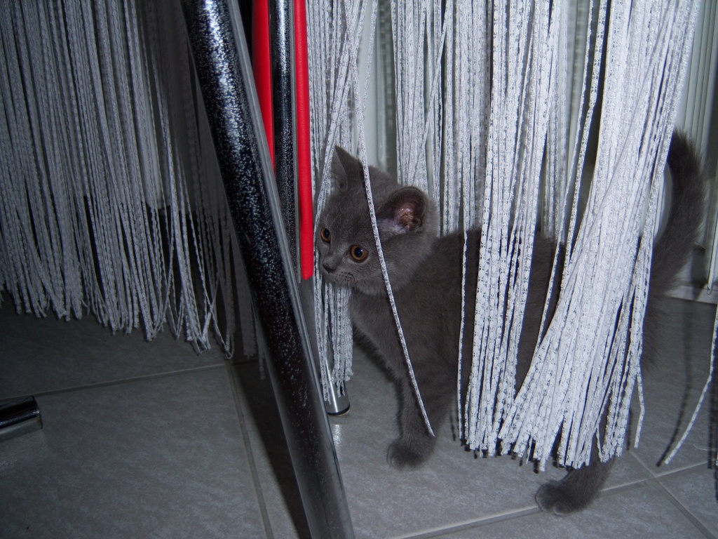 Kater 13 Wochen blau - Katzen - Köln