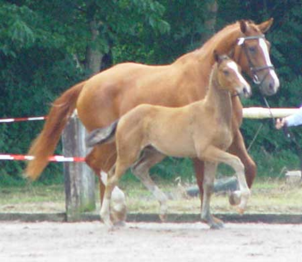 Hannoveraner Hengstfohlen Flavour von Farwell III - Pferde - Burgdorf