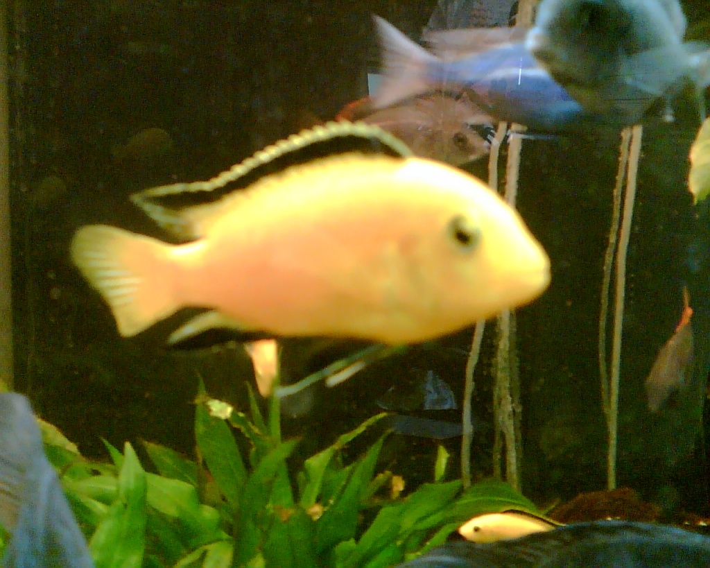 Malawi Blauer Beulenkopf Yellow - Fische - Bad Friedrichshall