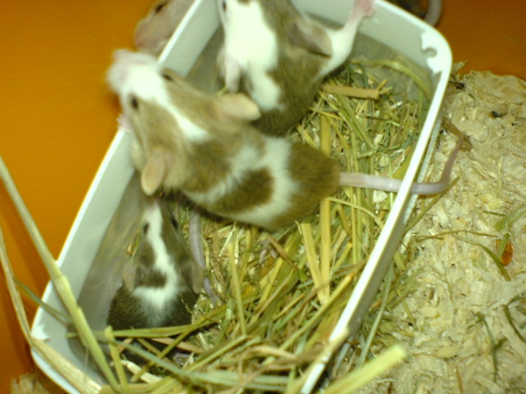 Satin Farbmäuse und Farbmäuse - Nagetiere - Hamburg