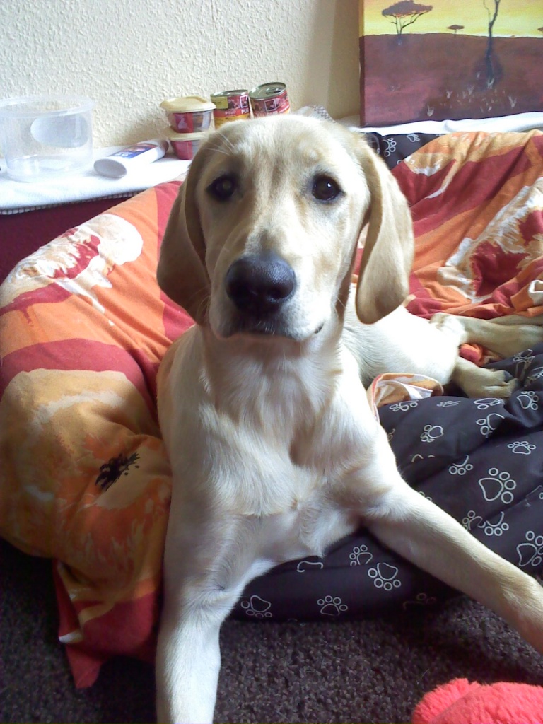 Labrador-Hündin in liebevolles Zuhause abzugeben - Hunde - Zerbst Anhalt
