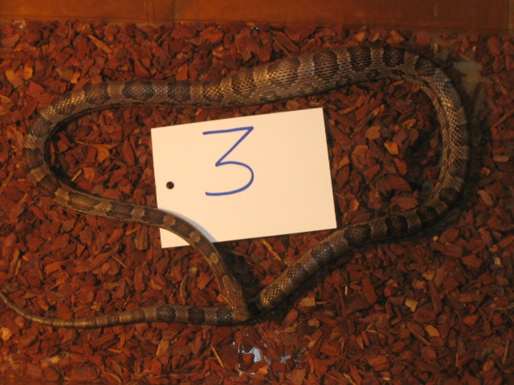 3 adulte Kornnatterweibchen abzugeben - Reptilien - Bergheim