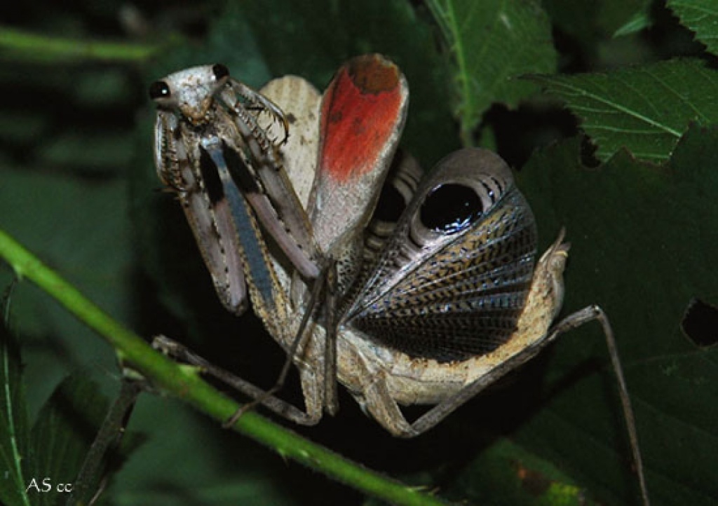 Gottesanbeterinnen abzugeben - Insekten - Rotenburg Wümme
