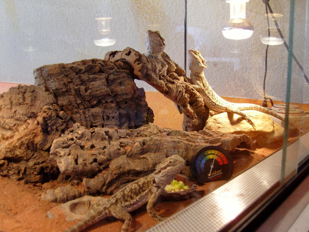 3 Bartagamen 1 männlich 2 weiblich mit oder ohne Terrarium zu verkaufen - Reptilien - Kerken