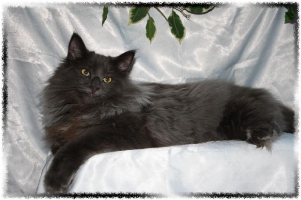 Norwegische Waldkatzen - Katzen - Syke