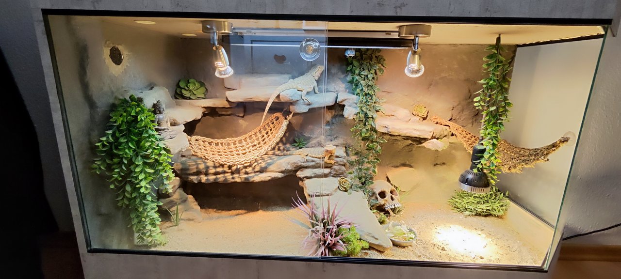 Terrarium mit Bartagamen Päarchen *Premium Eigenbau, eyecatcher* - Reptilien - Mülheim