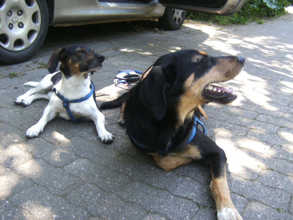 Suche eine Unterkunft für super lieben Rüden für 4-12Monate - Hunde - Würselen