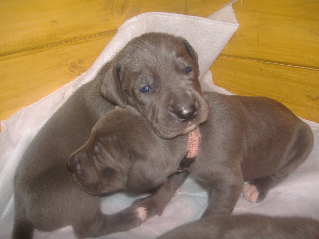 Blaue Doggenwelpen mit Papiere - Hunde - Berlin
