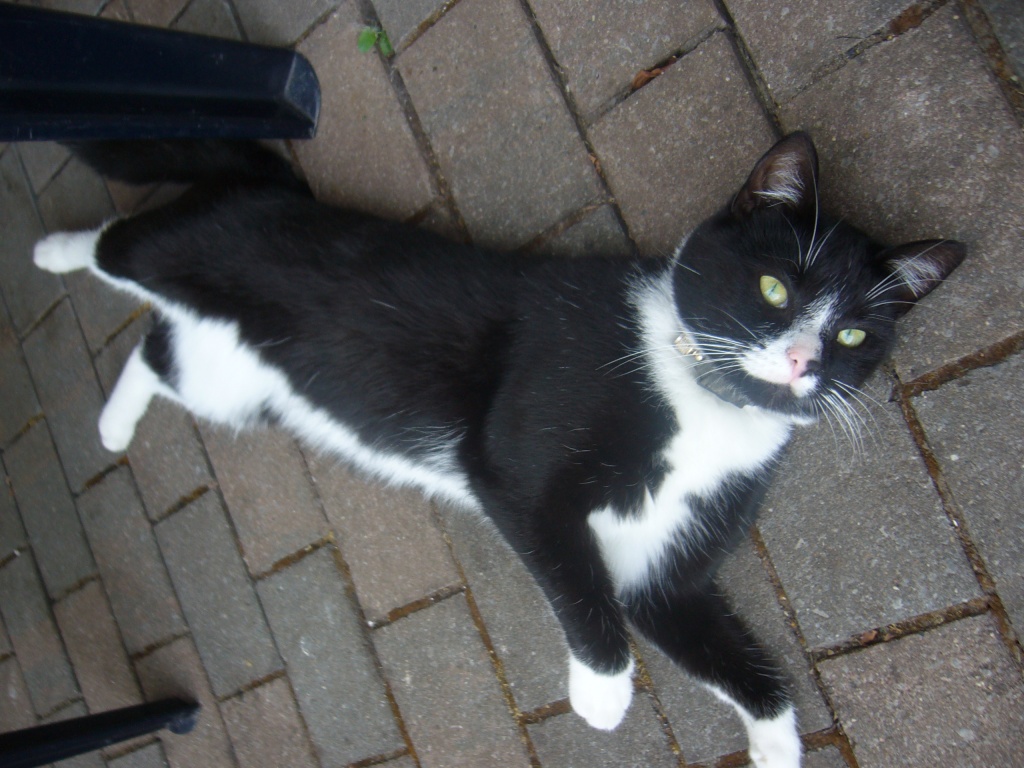 Katze vermisst!!! - Entlaufen Zugelaufen - Stadtlohn