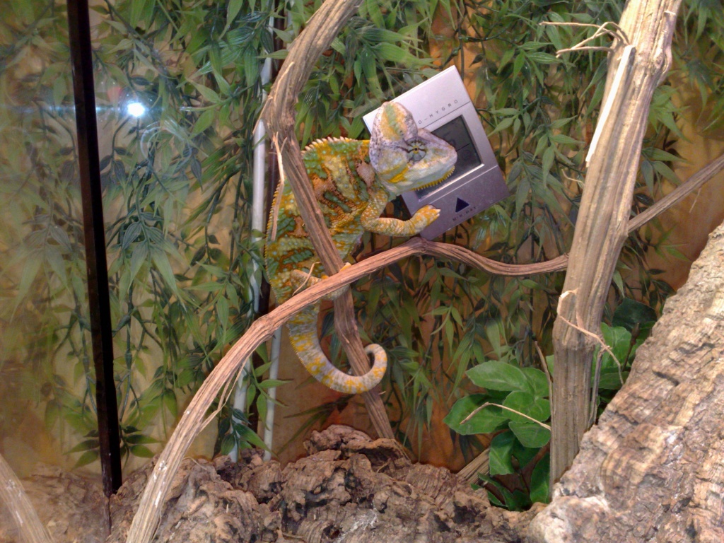Chamäleon mit Terrarium - Reptilien - Coppenbrügge