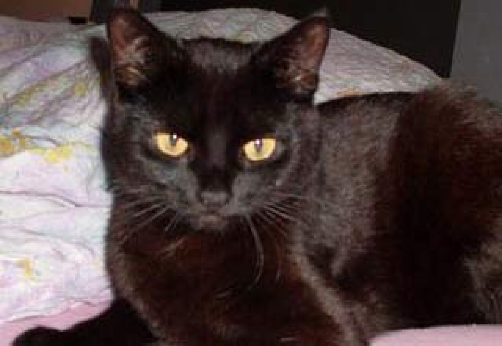 !!! Ein Kitten oder kleinen Kater gesucht !!! - Katzen - Berlin