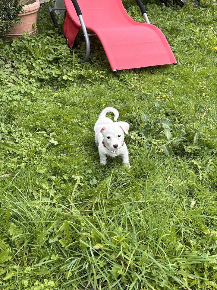 Kleinbleibender Welpe abzugeben - Hunde - Oberau