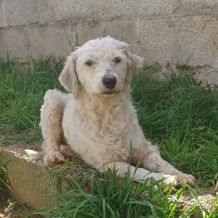 Thanos / Status: sucht ein Zuhause - Hunde - Krefeld