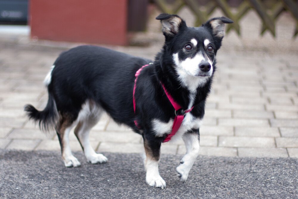 JESSYMAUS - weiblich  9 Jahre  39 cm  13 kg  Mix  Gechipt  Kastriert - Hunde - Lauf an der Pegnitz