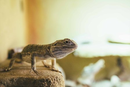 Sechsjähriges Zwergbartagamenmännchen YODA schweren Herzens abzugeben - Reptilien - Neu-Anspach