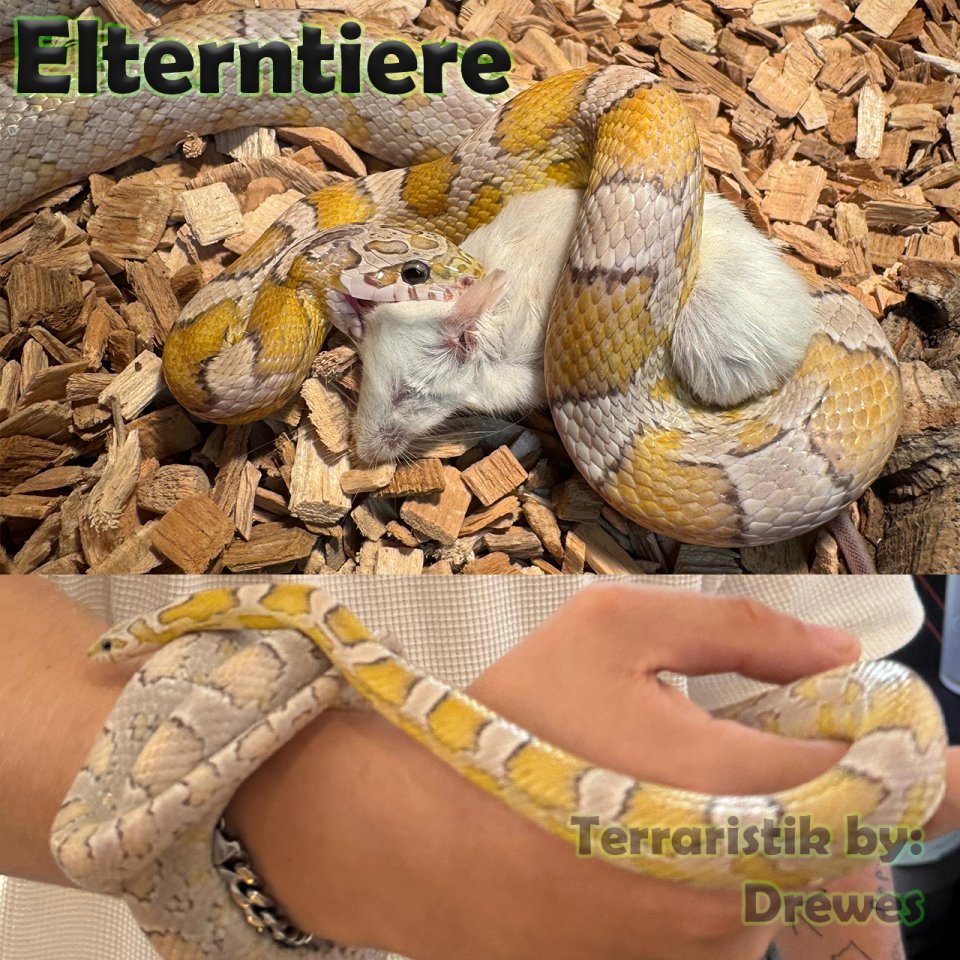 Kornnattern Nachzucht 2025 - Sunkissed Anery - Reptilien - Berlin