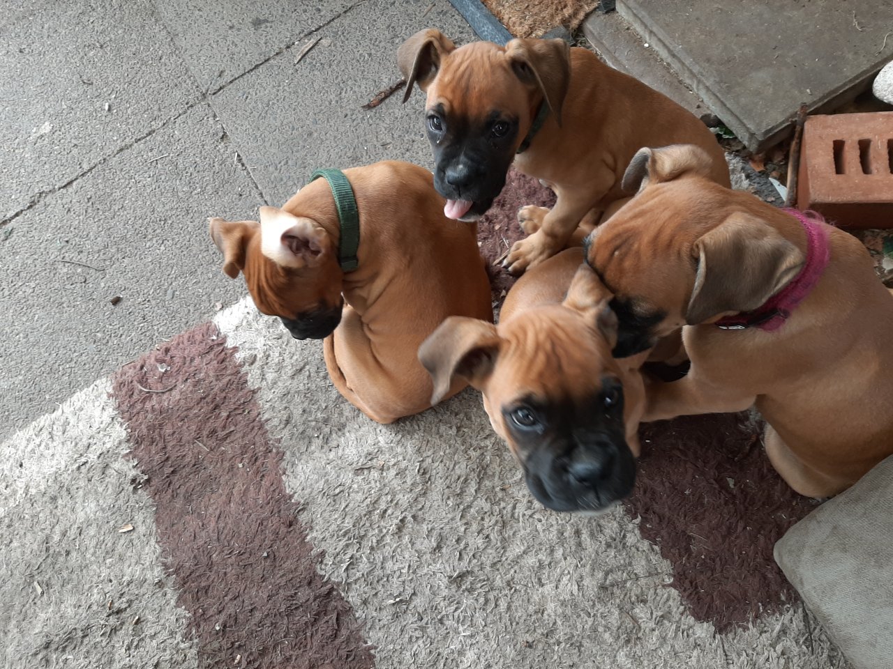 Boxer Welpen in liebevolle Hände abzugeben - Hunde - Braunfels