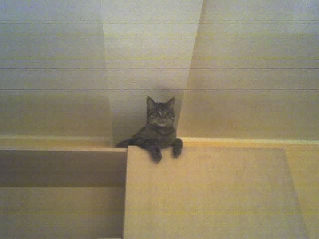 Katze entlaufen - Haustiere - 