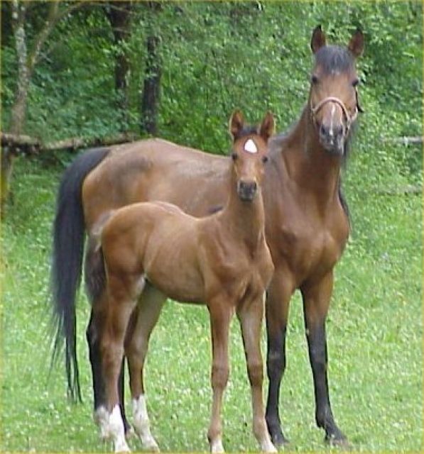 Shagya-Araber Hengst zu verkaufen | tieranzeigen.net
