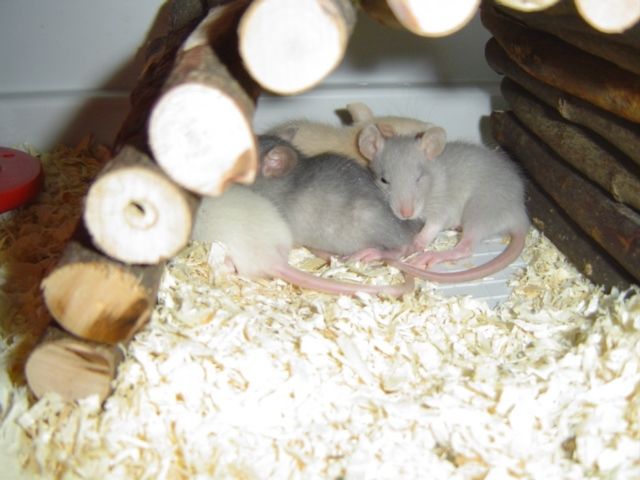 Rattenwelpen abzugeben - Ratten - Berlin