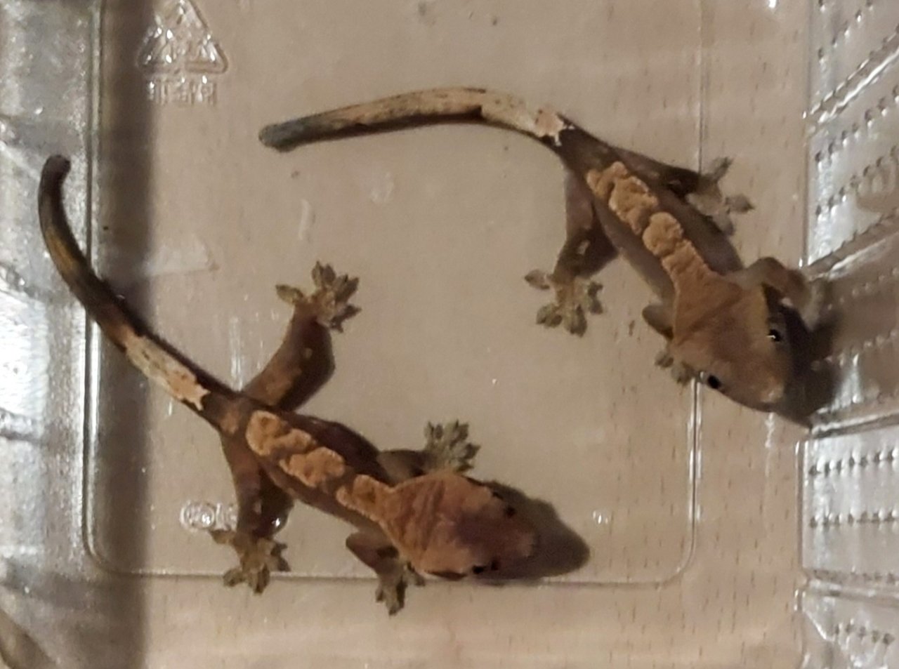 2 x HARLEQUIN Kronengecko - Reptilien - Lahnau