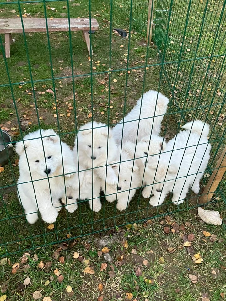 Samojeden, Welpen, gepflegt, gesund - Hunde - Oberwesel