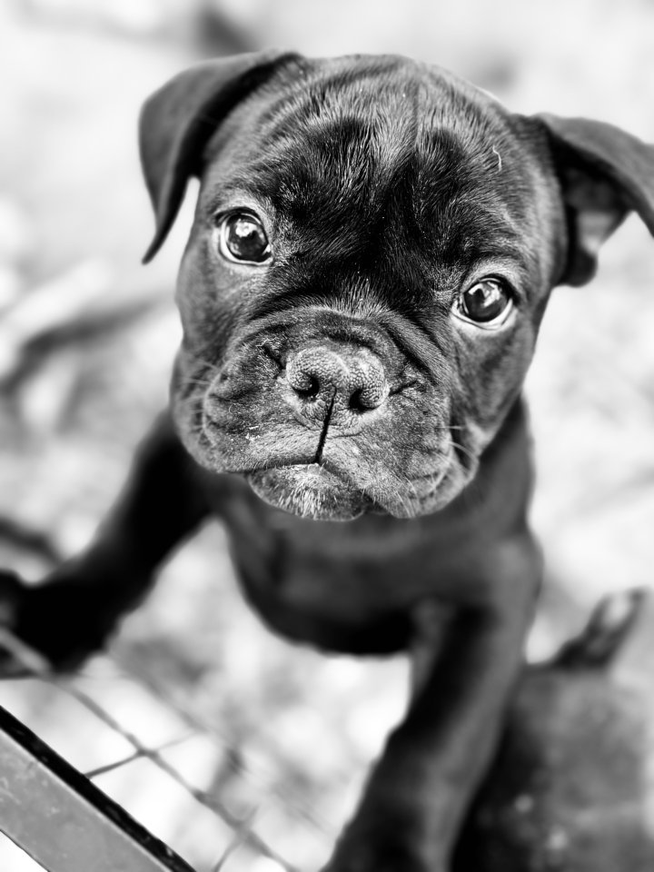 Old english Bulldogg Welpen - Hunde - Grainet