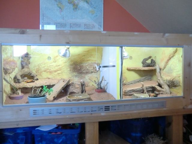 Terrarium komplett mit 3 Zwergbartagamen Pogona henrylawsoni ...