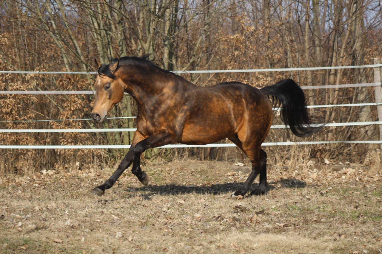 AQHA Reining Quarter Horse Hengst - Pferde - Pöttsching