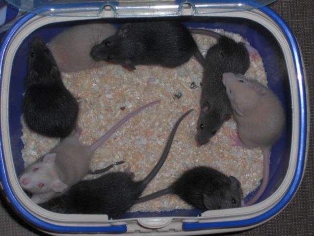 Rattenbabys, handzahm, auch Sonderfarben und Dumbo - Ratten - Berlin-Wilmersdorf
