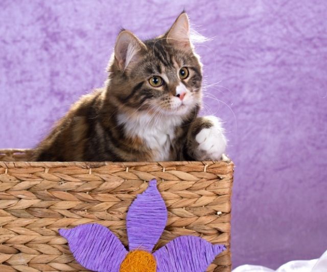 Dream On - Maine Coon Traummädl - Katzen - Bad Griesbach