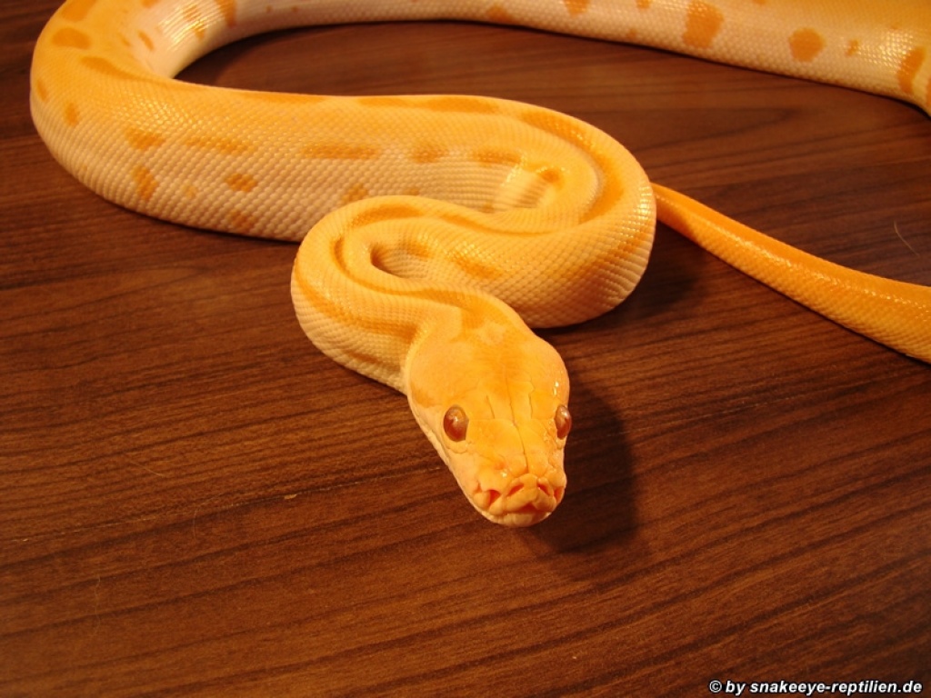 Green-Albino Tigerpython (m) zu verkaufen - Reptilien - Oldenburg