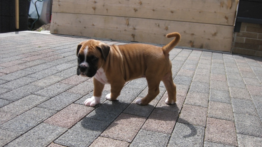 5 Wunderschöne Boxerwelpen in liebevolle Hände abzugeben!!! - Hunde - Mendig