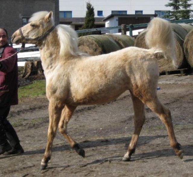Achilles Palomino Junghengst - Pferde - Schönheide